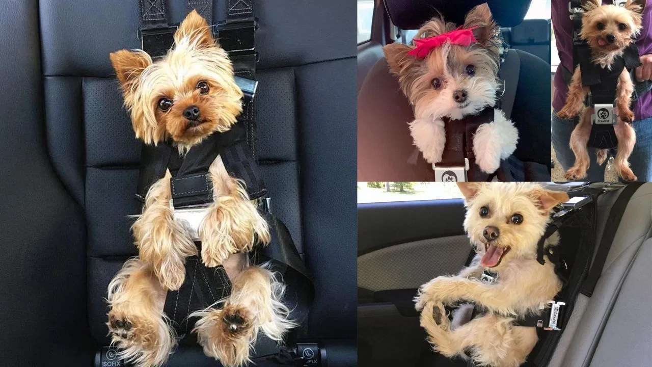 Driving With Your Dog Is Risky, Can A Seat belt Save Your Pet?