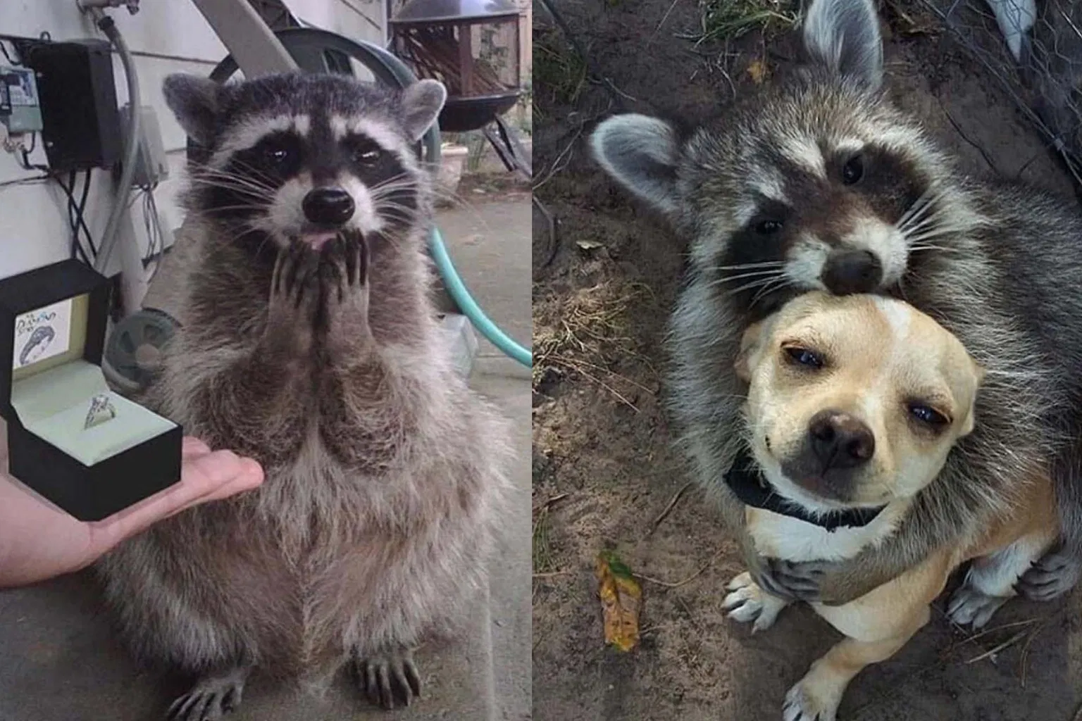 Cute Therapy, 23 Pictures That Will Turn Your Day Around