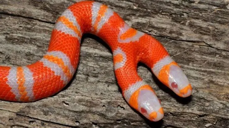 Does A Two-Headed Snake Have 2 Brains?