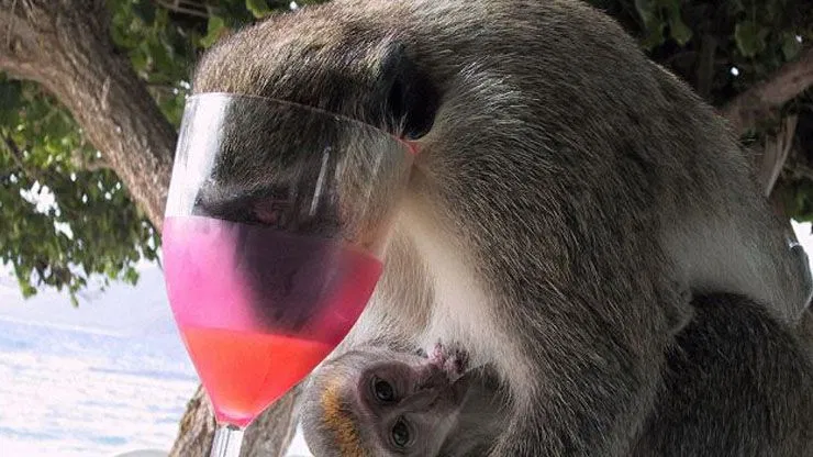 Caribbean Monkeys Are Notorious For Stealing Drinks From Tourist