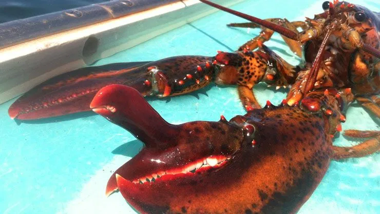 Shockingly Large Lobsters That Got Caught (Nicknamed: Rocky, Louie, George, Larry)