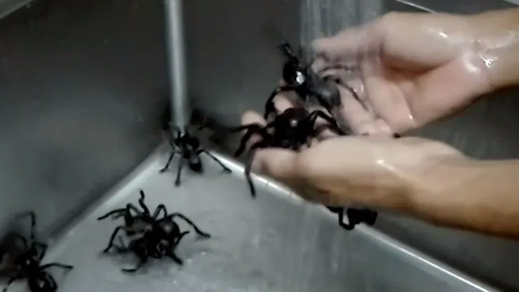 Would You Eat Whole Fried Tarantulas At This Bug Cafe? (The Sample Platter Looks Good)