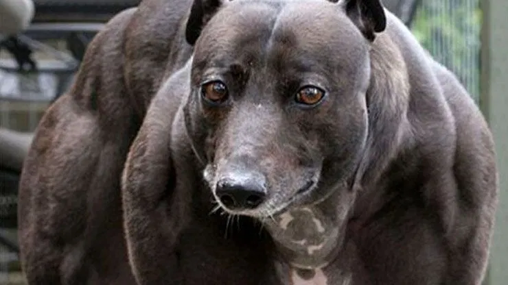 How Did This Dog Get It’s Muscles? (We Didn’t See Her At The Gym)