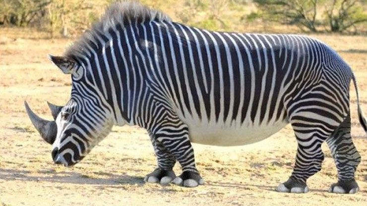 Are These Cross-Breed Animals Even Real? (Beefalo, Manticore, Liger, Tigon, Zubron)