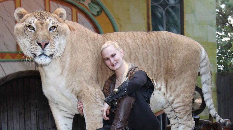 Bred From A Female Lion And Male Tiger