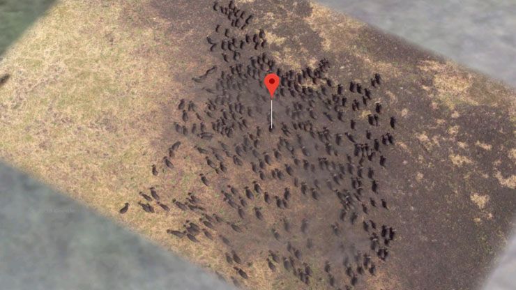 Buffalo Herd   Google Maps Coordinates  4