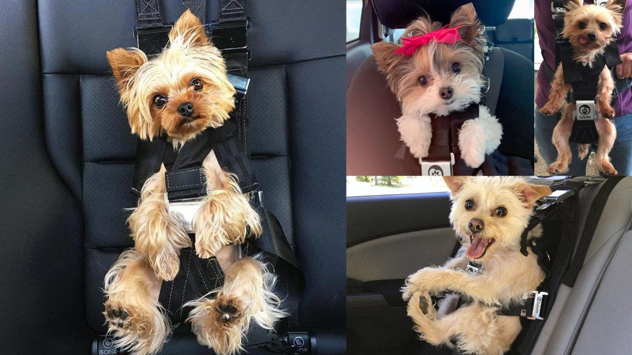 Driving With Your Dog Is Risky, Can A Seat belt Save Your Pet?