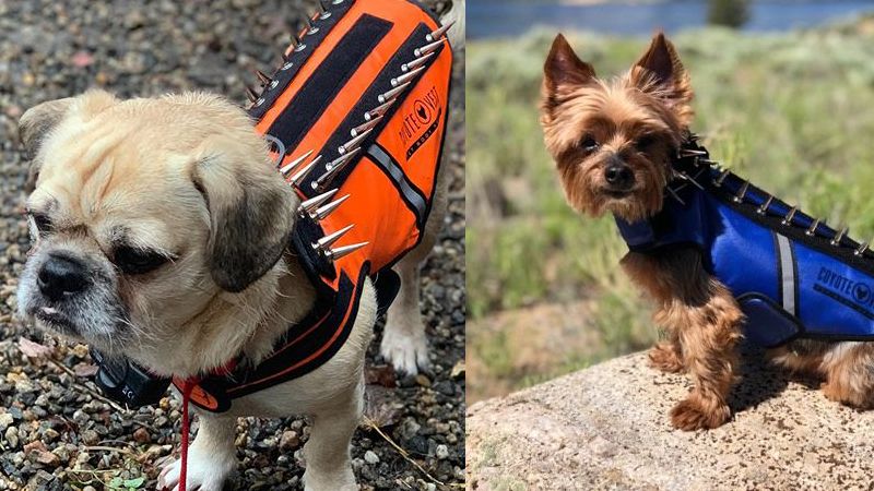 CoyoteVest Dog Armour