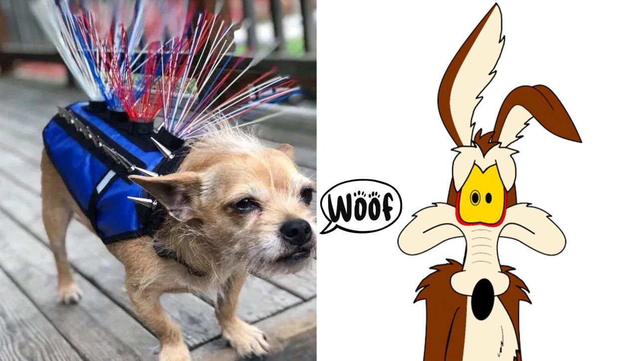 Coyotevest: Mad Max Meets Dog To Protect Against Common Predators