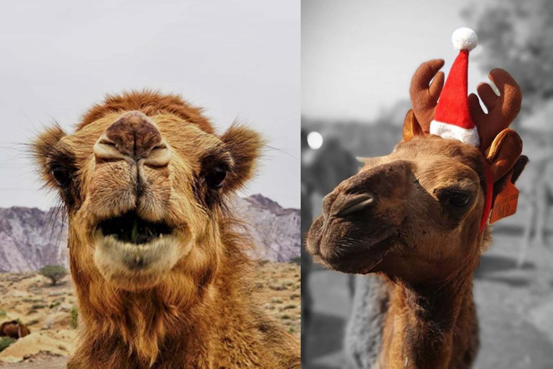 Cute Camel 1