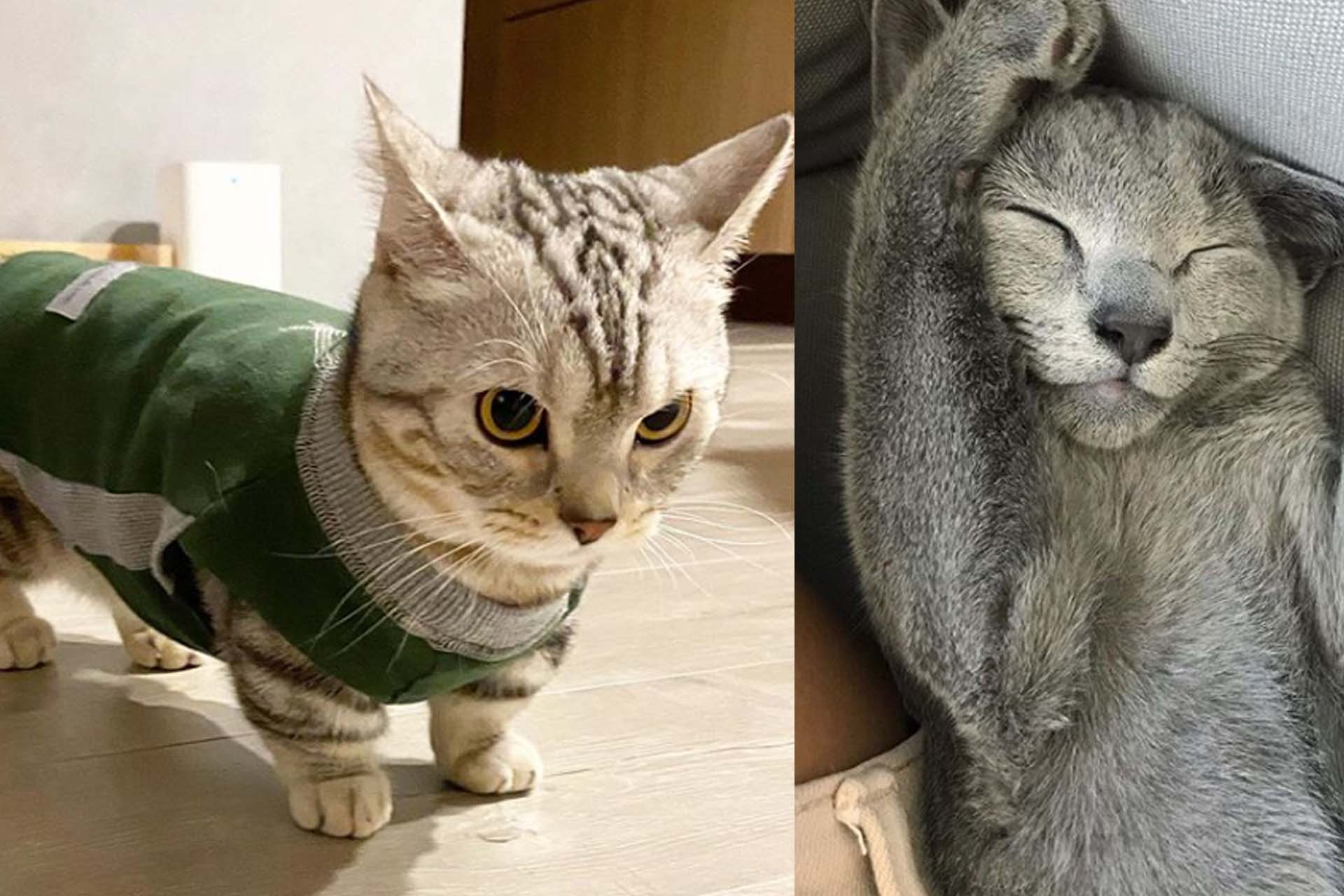 Cute Cat 1