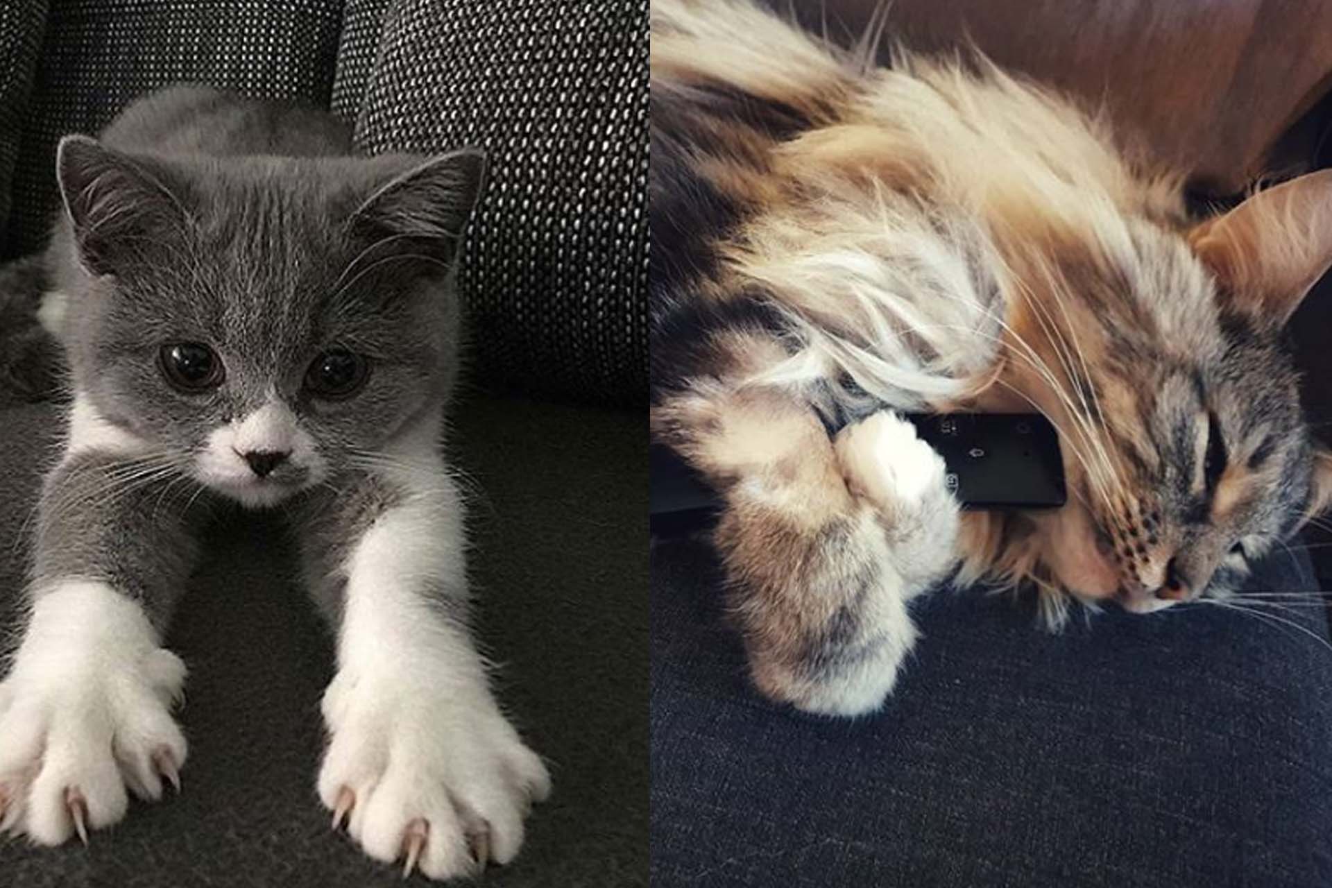 Cute Cat 2