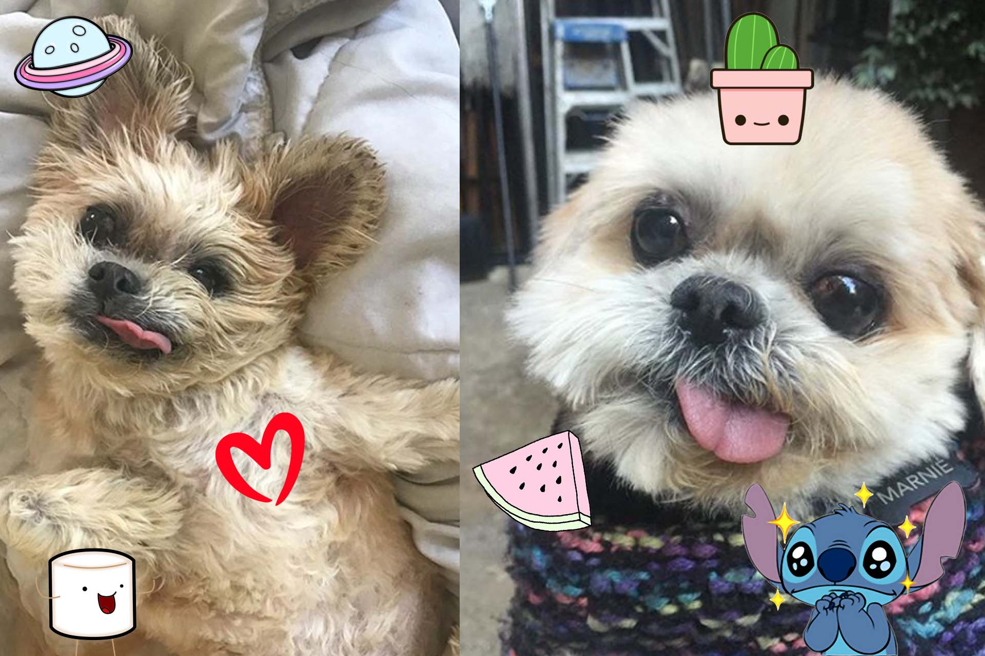 Cute Dog 1