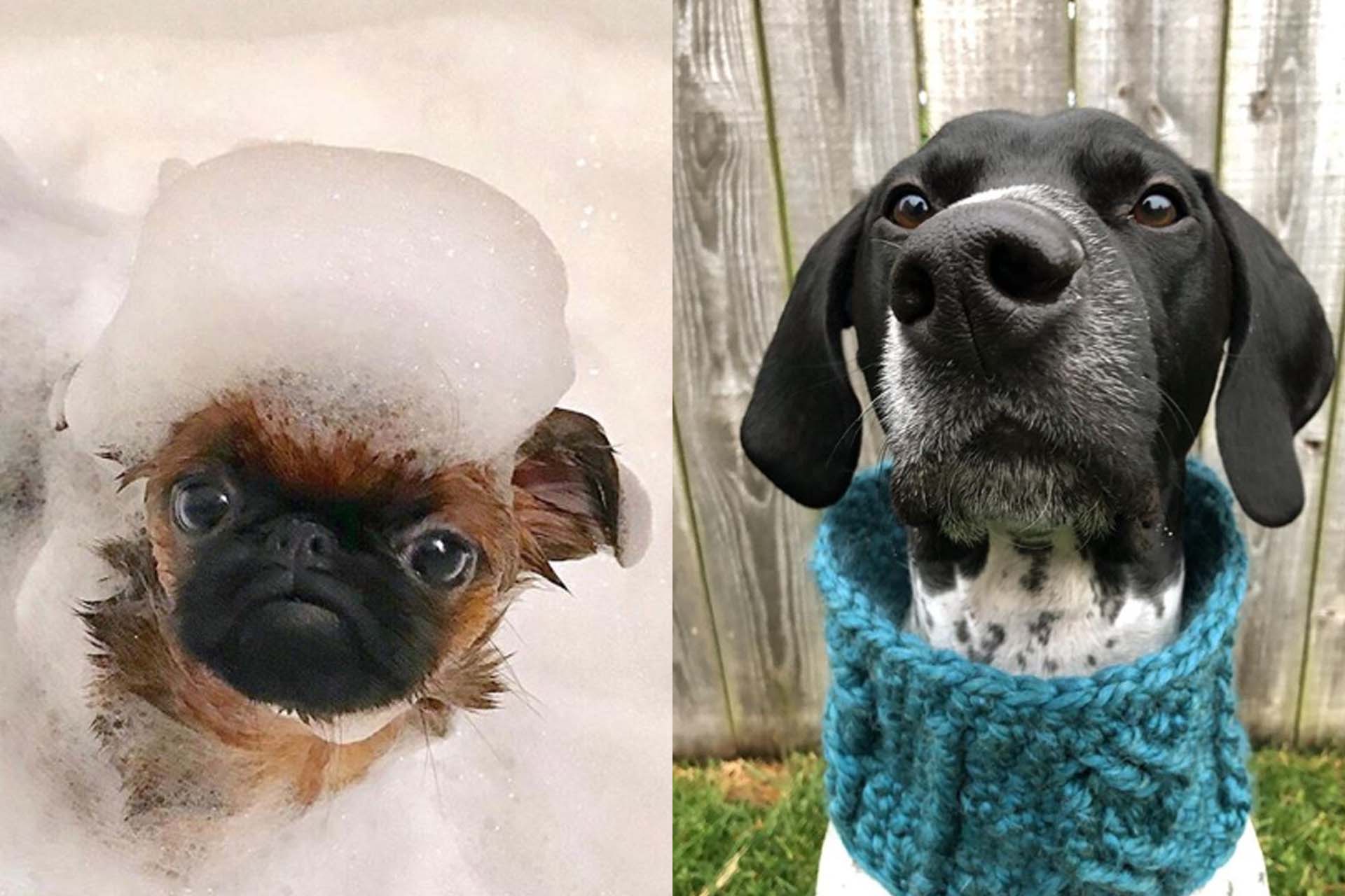 Cute Dog 10