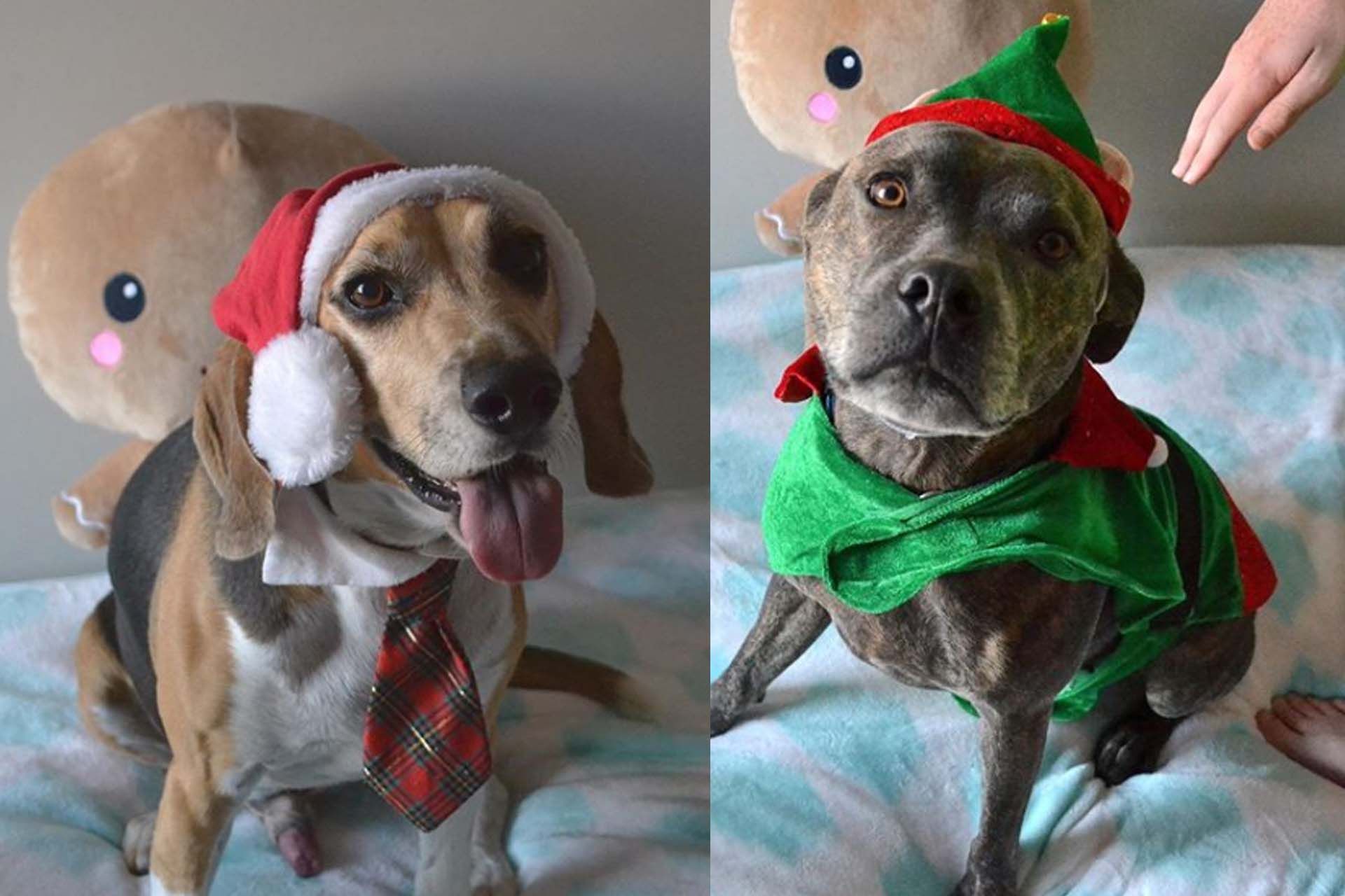 Cute Dog 11