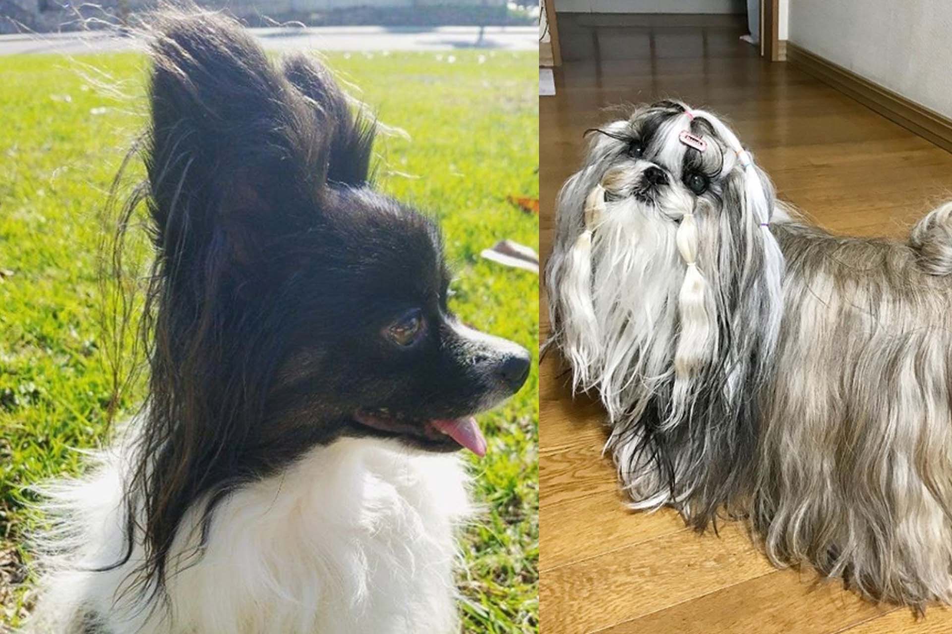 Cute Dog 3