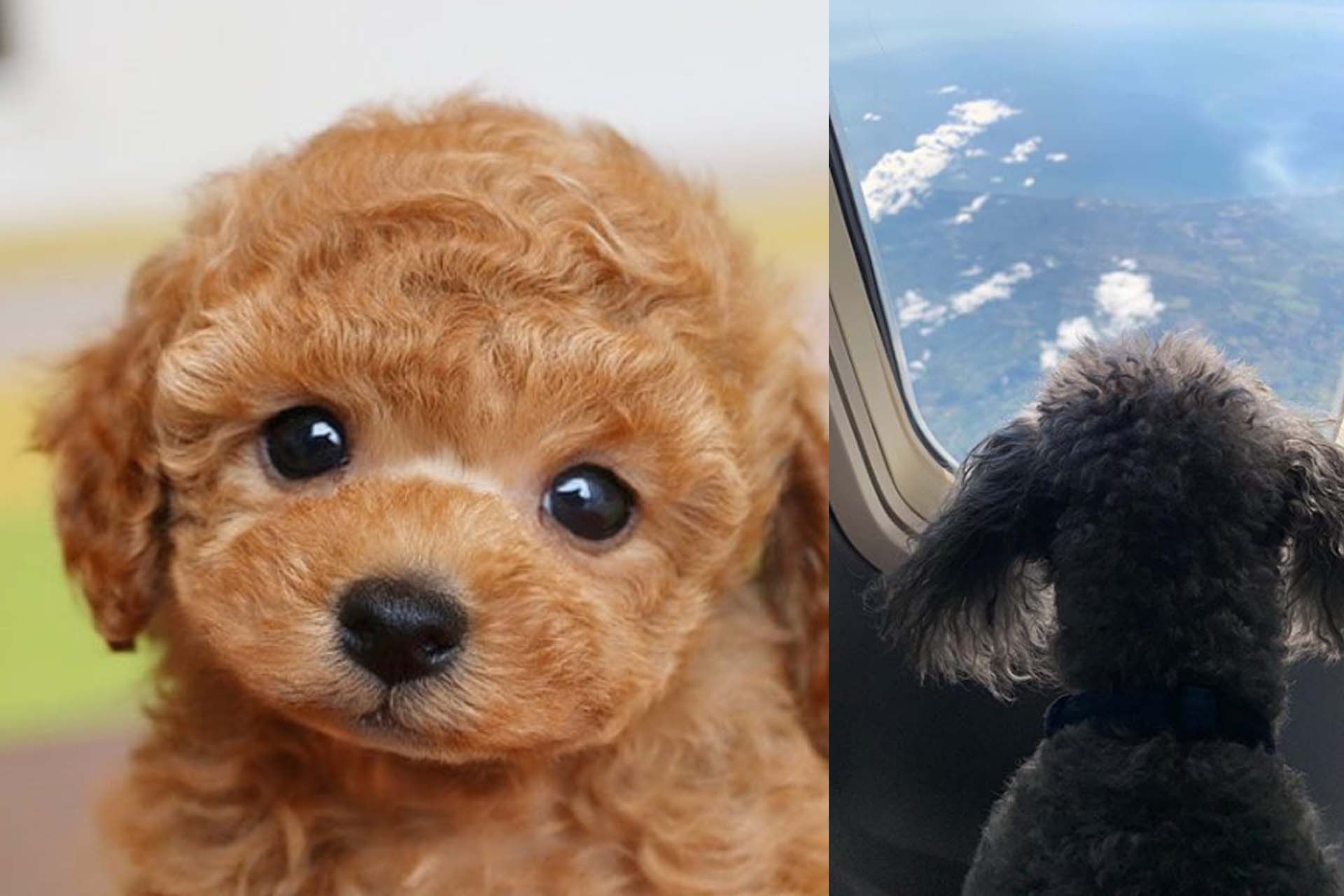 Cute Dog 4