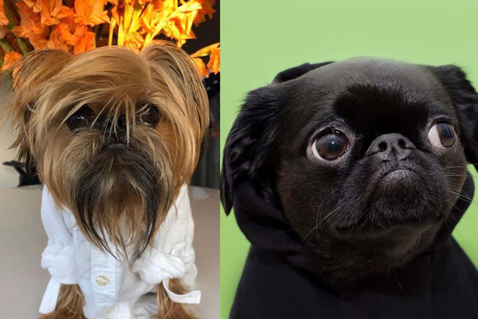Cute Dog 6