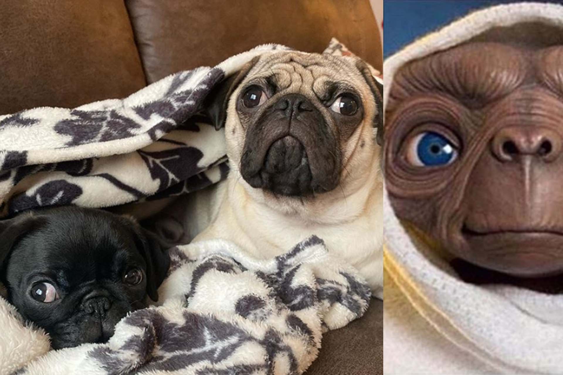 Cute Dog 7