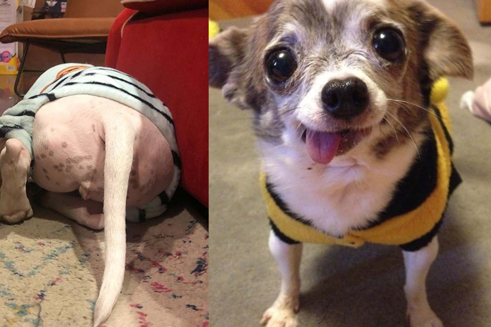 Cute Dog 8