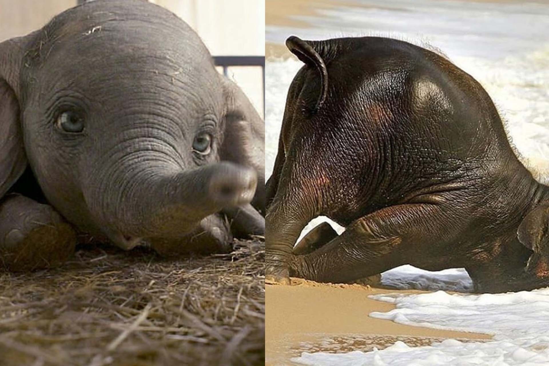 Cute Elephant 1