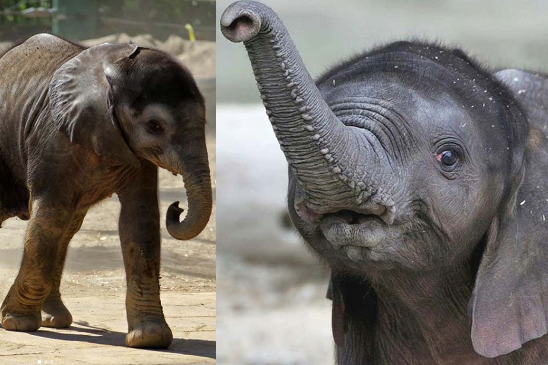 Cute Elephant 2