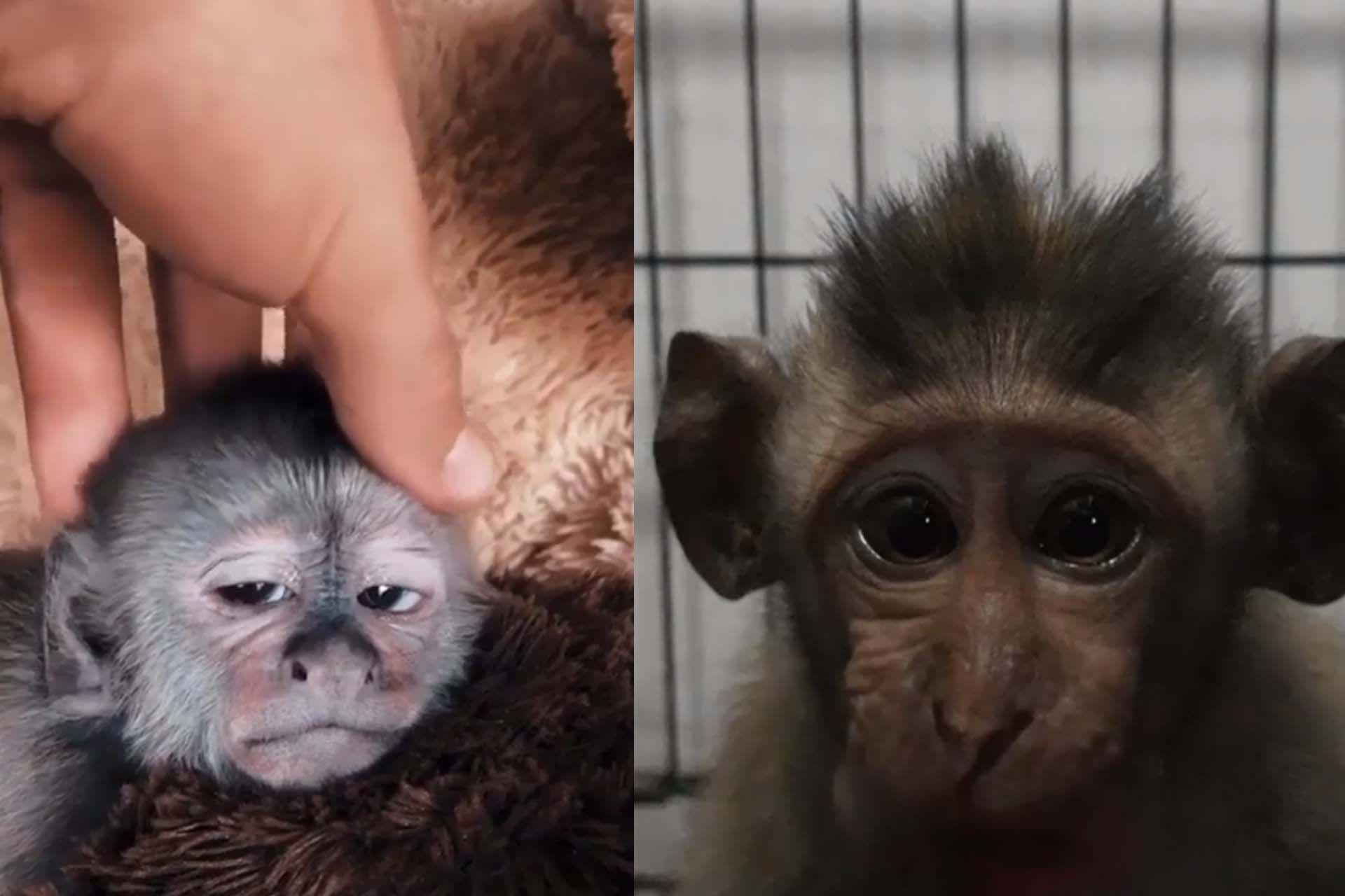 Cute Monkey 1