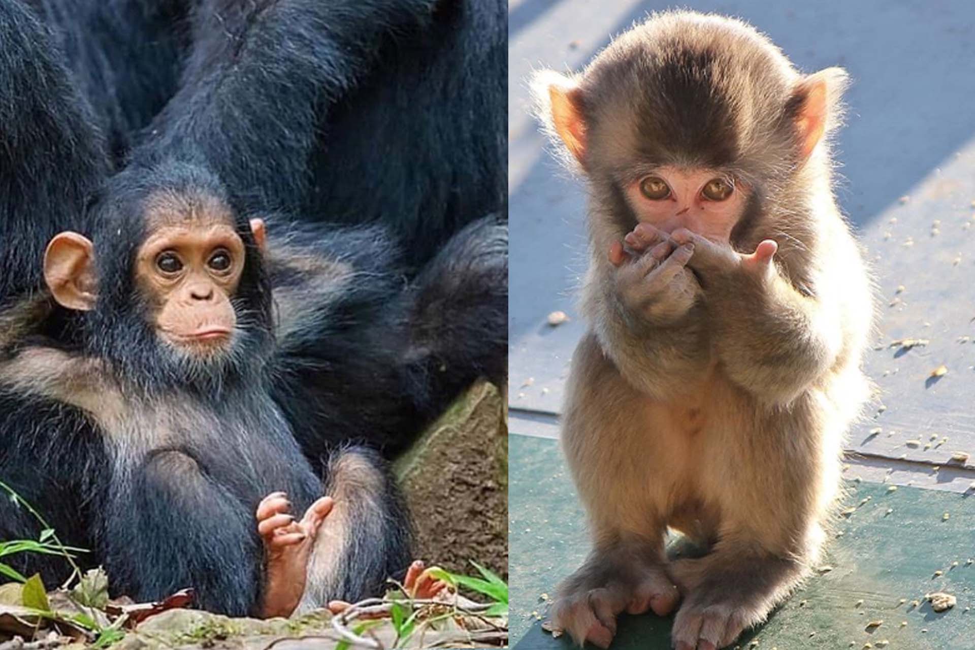 Cute Monkey 2