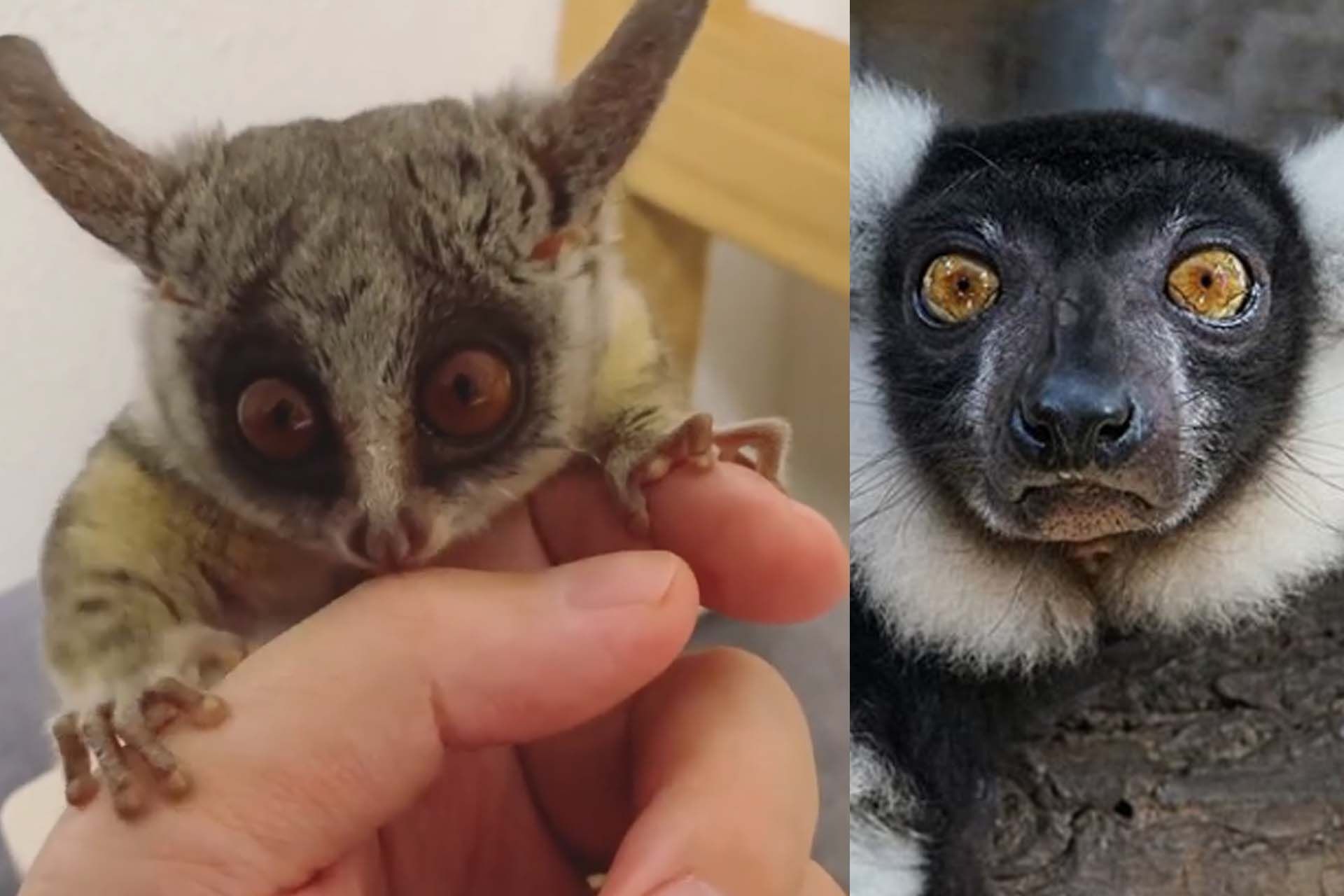 Cute Monkey 3