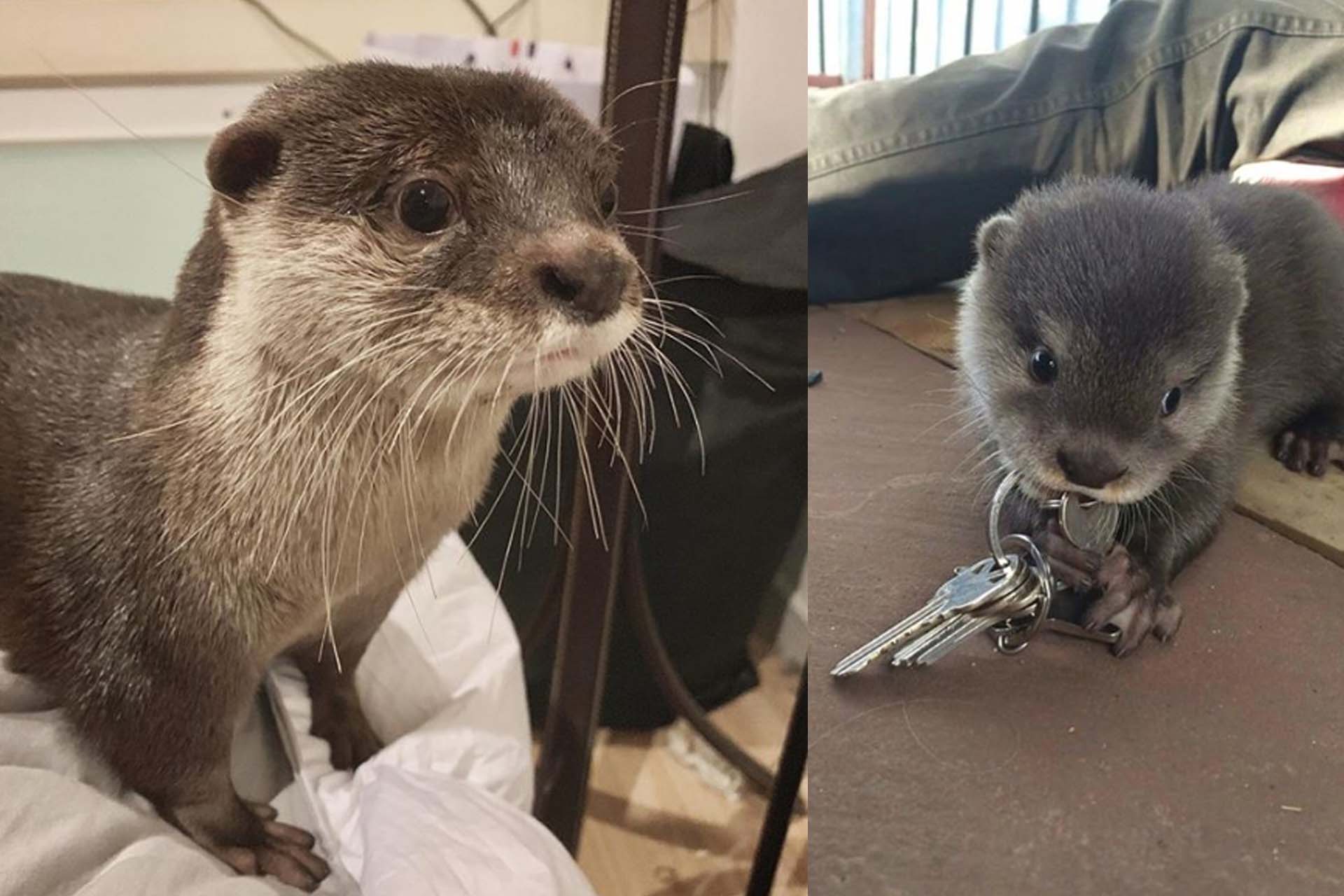 Cute Otter 1
