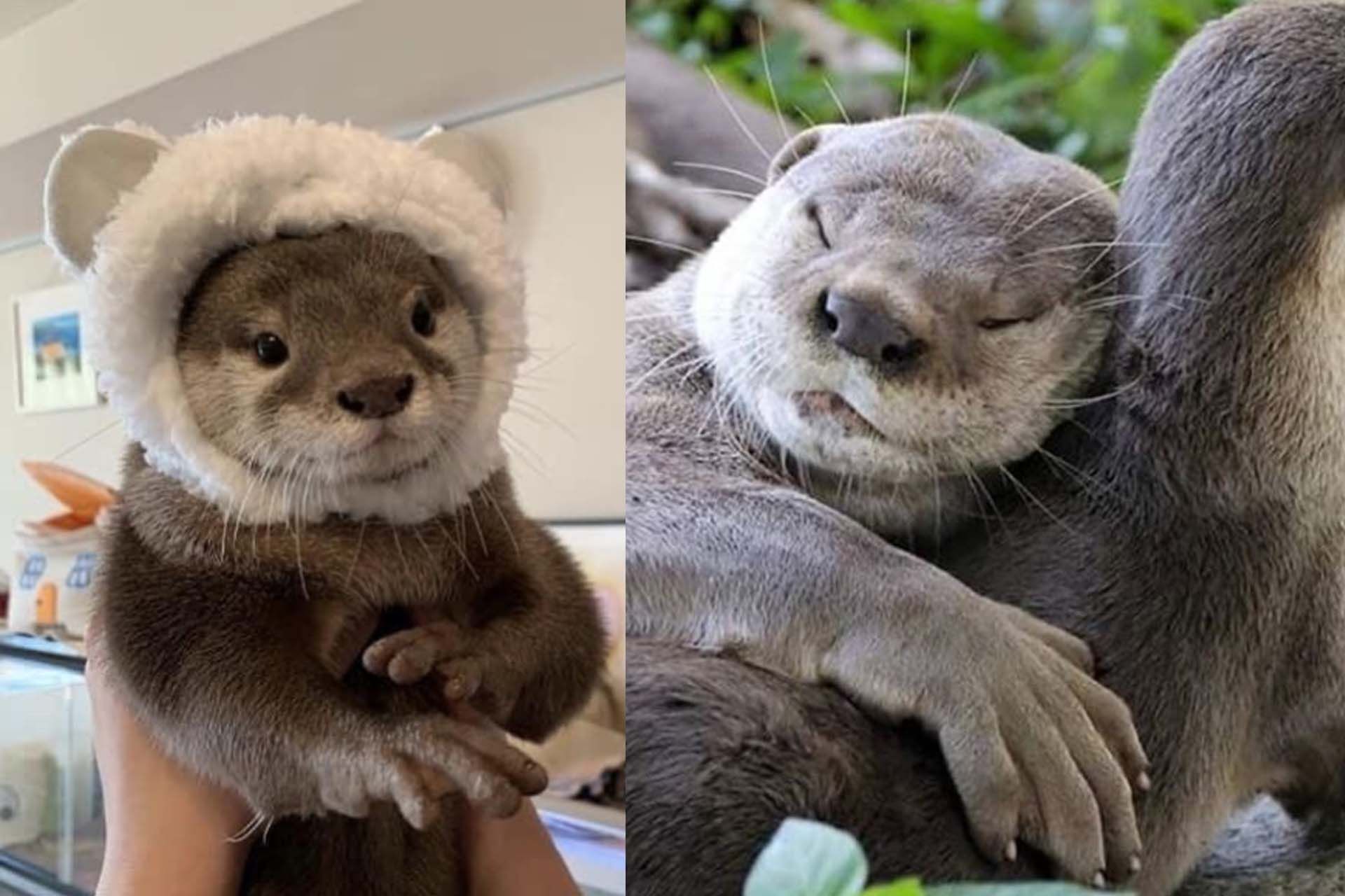 Cute Otter 2