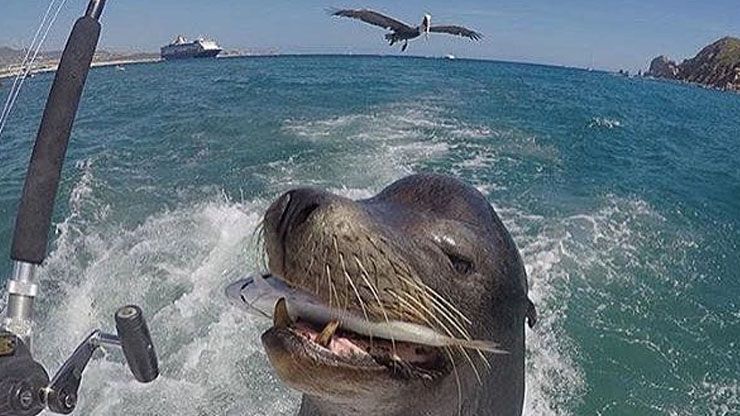 Extra-Large Sea Lion ‘Pancho’ Shocks Tourists in Cabo San Lucas