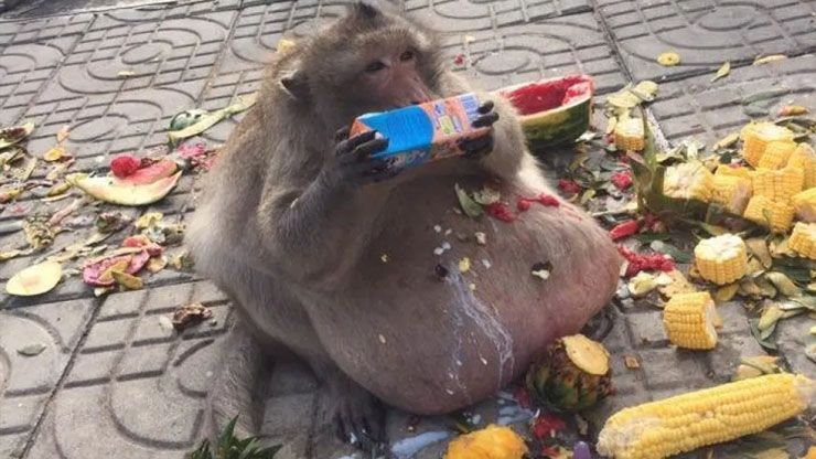 Fat Monkey Boss Operates Complex Gang That Hustled Tourists For Food
