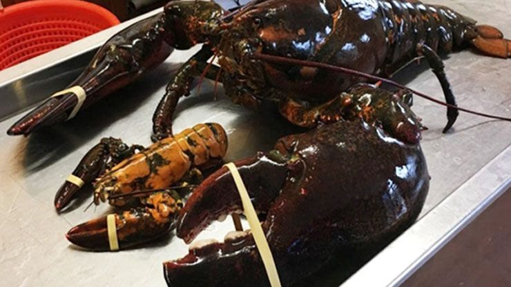 George The Lobster