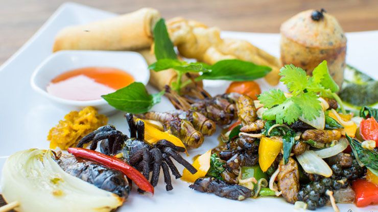 Gourmet Insects And Arachnids