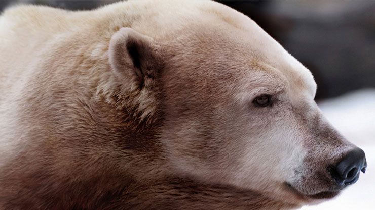 Grolar Bear