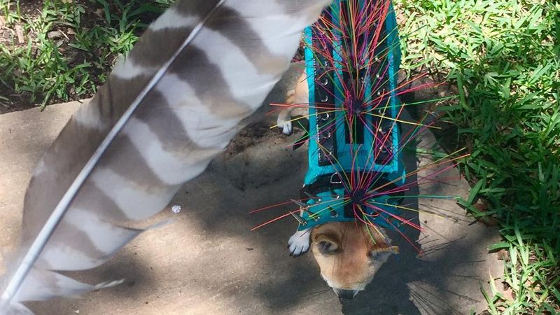 Hawkshield Dog Armor