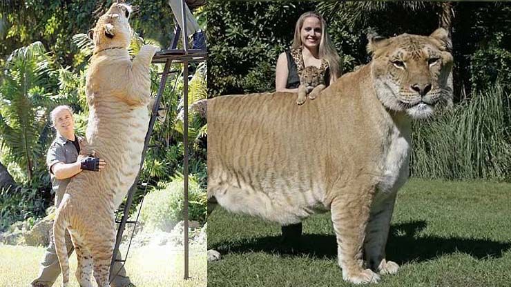Hercules Stands Over Six Feet Tall