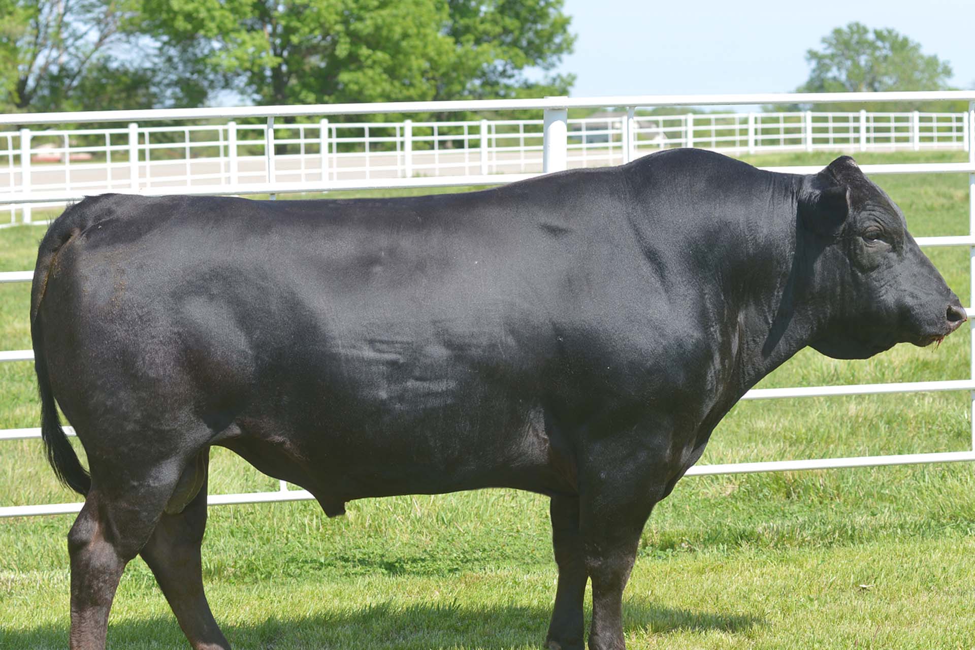 How is Olive Wagyu Produced