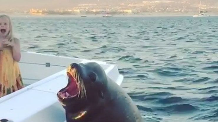 King Of Cabo