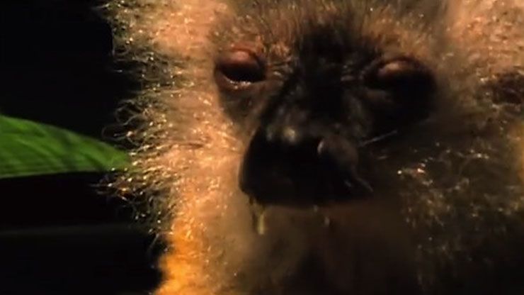 Lemur Drug Habits