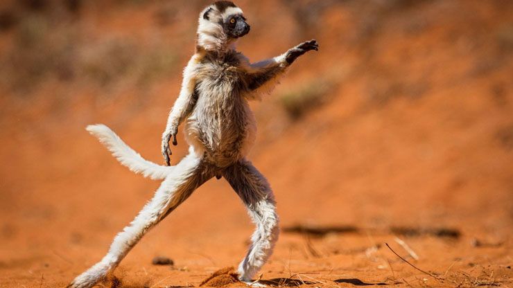 Lemurs Are Endangered Species