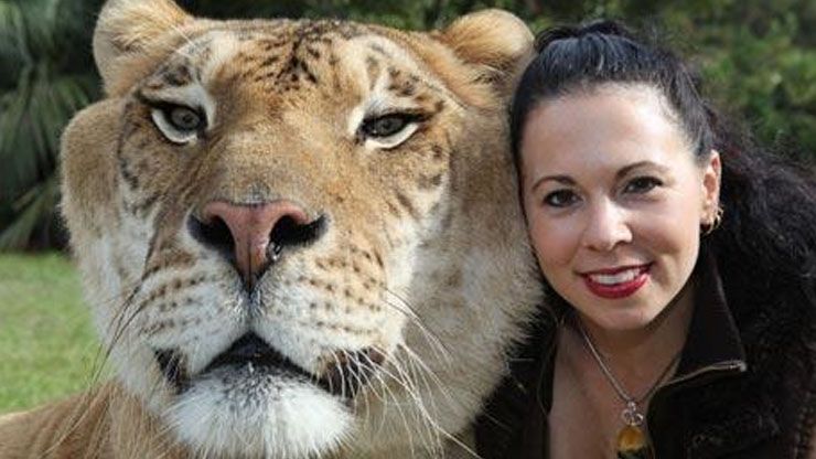This Hybrid (Liger) Cat Weighs An Unbelievable 922 lbs!