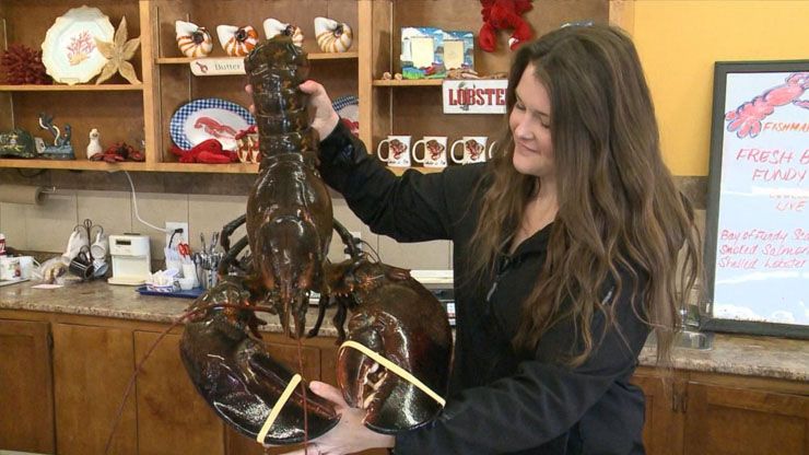Louie The Lobster