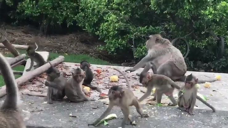 Monkey Gang Operations