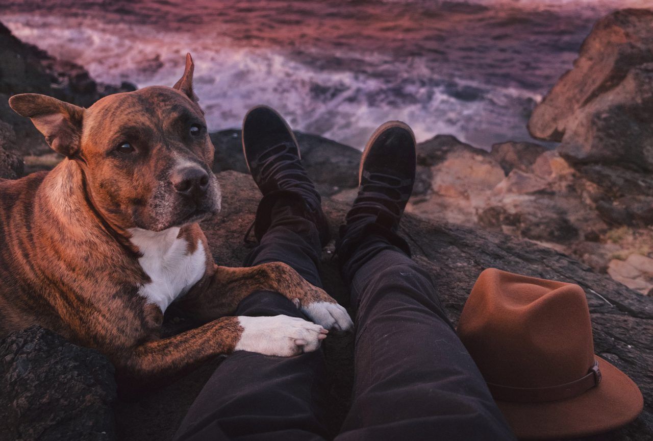 Peeing Ouside With Your Dog 1280x864