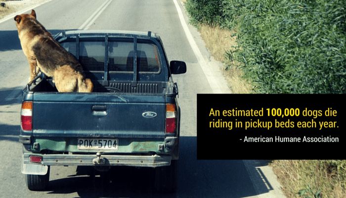 Risks of Driving with an Unsecured Dog
