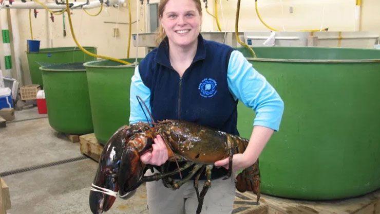 Rocky The Lobster