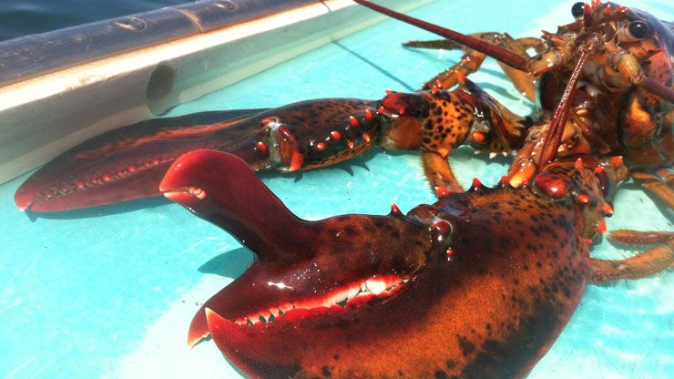 Shockingly Large Lobsters That Got Caught (Nicknamed: Rocky, Louie, George, Larry)