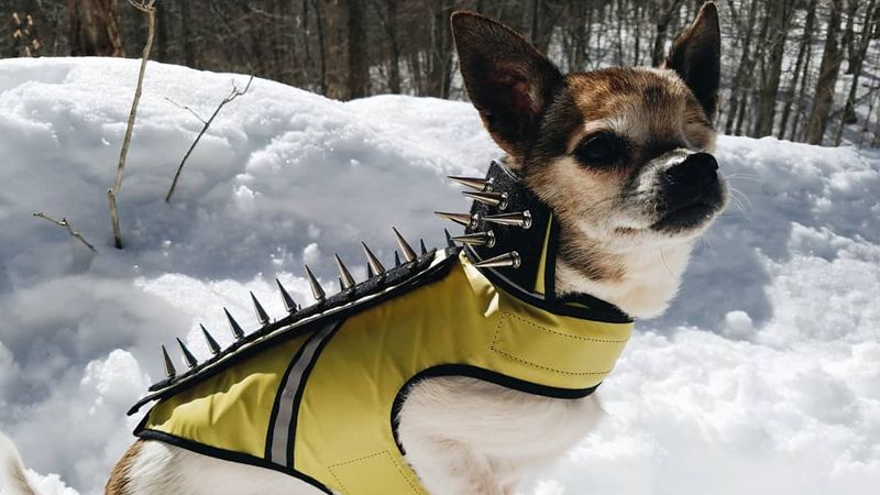 SpikeVest Dog Armor